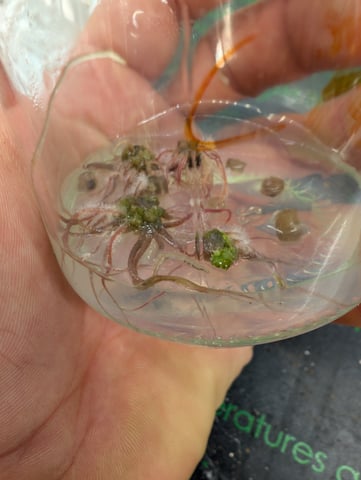 Plant in a test tube — seedling_rooting, day 78