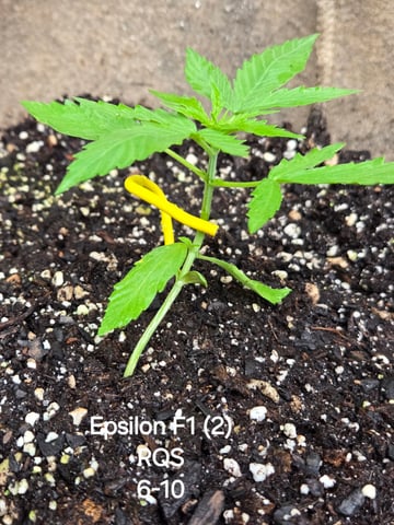 Outdoor Auto's (First Set) — vegetative, day 1