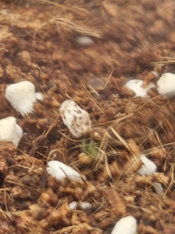 Bruce Banner — germination, day 85