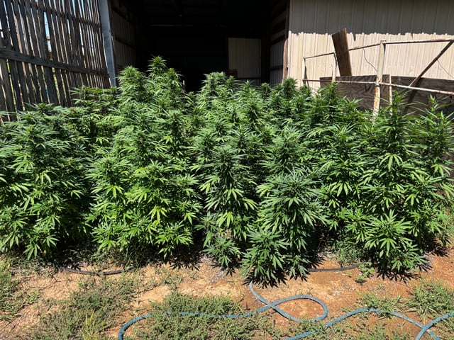 Outdoor Grow — flower, day 161