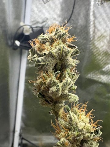 grow 3 — flower, day 56