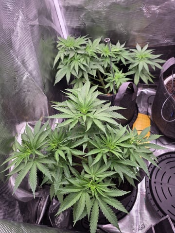 Blue Dream Feminized  — vegetative, day 48