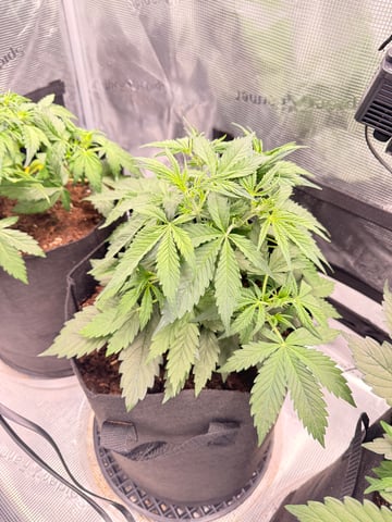 First grow — vegetative, day 16