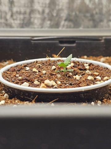 Bruce Banner — seedling_rooting, day 99