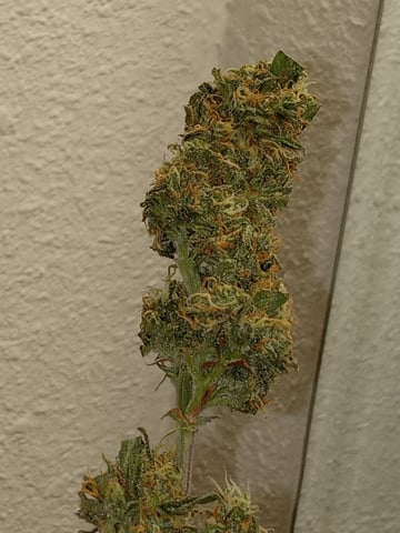   and one L.a kush cake . — flower, day 113