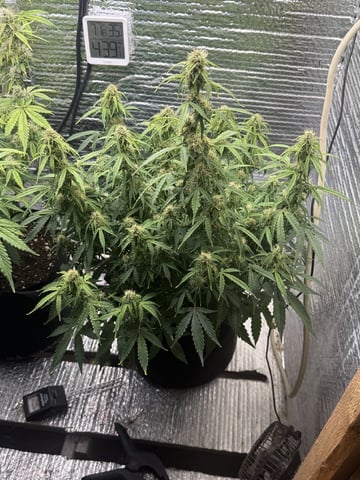 green crack auto flowers — flower, day 1