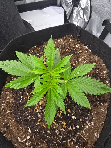 Purple Haze  — vegetative, day 10