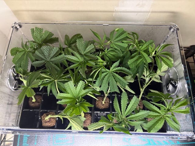 Mother Plants — seedling_rooting, day 1