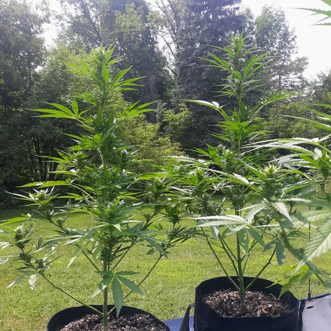 Outdoor Grow 