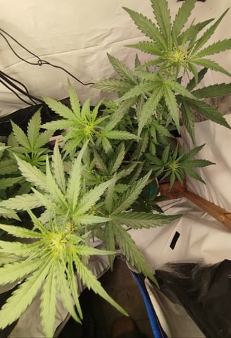 F1 apollo — vegetative, day 24
