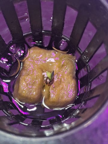 skittlez Autoflower  — seedling_rooting, day 35