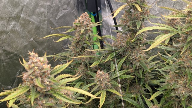 Strawberry Cheesecake Seedsman Seeds Autoflowers x2 — flower, day 102