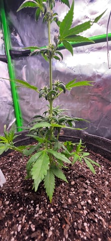 Here We Grow... — flower, day 42