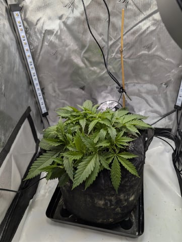 Cinderella 99 — vegetative, day 34