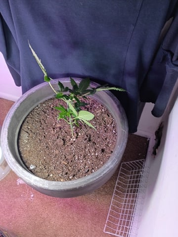 Round Deuce  — vegetative, day 35