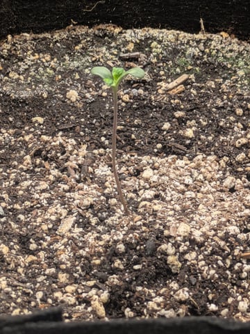 OG III — seedling_rooting, day 3