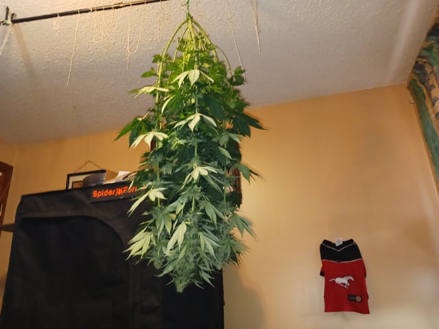 Gorilla Sherbert Feminized From Blimburn Seeds  — flower, day 75