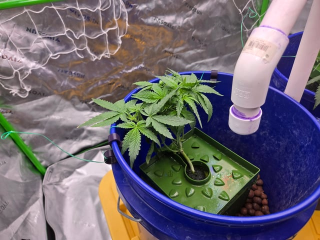 Fastbuds Autoflower Run — vegetative, day 32