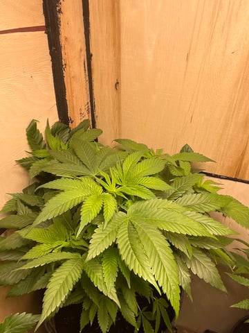 Cherry Pie  — vegetative, day 26