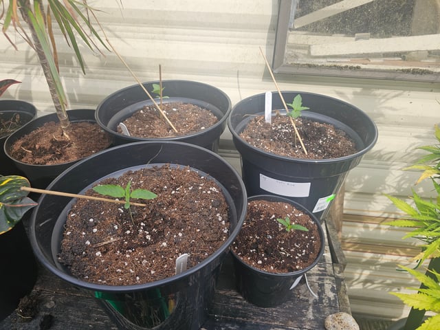 round 2 — germination, day 9