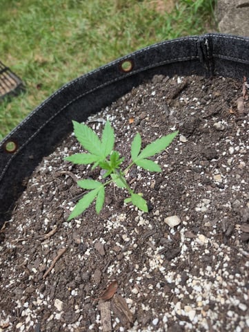 Gorilla Cookies Auto — seedling_rooting, day 14