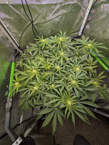 Cinderella 99 — flower, day 73