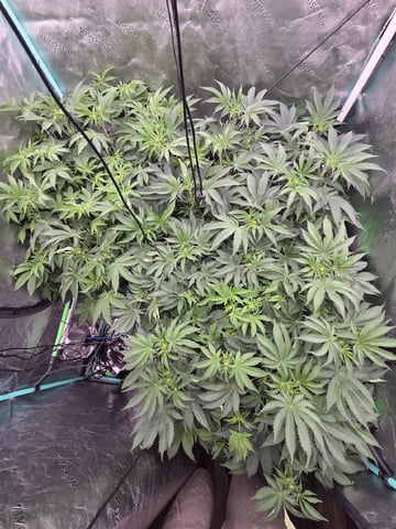 Relentless Genetics Trop Cherry S1 — flower, day 36