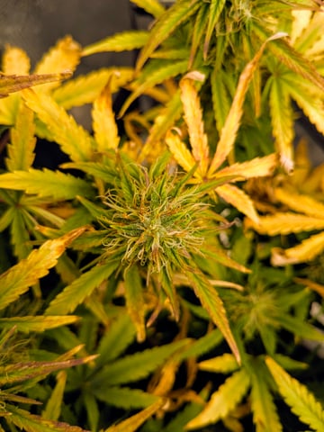 first grow — flower, day 55