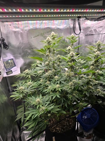 Northern lights #10 (Alaska) — flower, day 63
