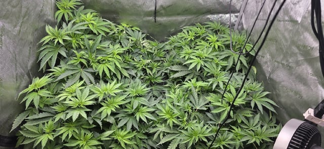 Maple Nectar  — flower, day 42