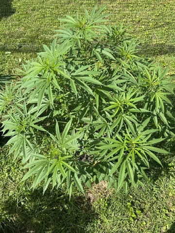 2026 Outdoor — vegetative, day 76