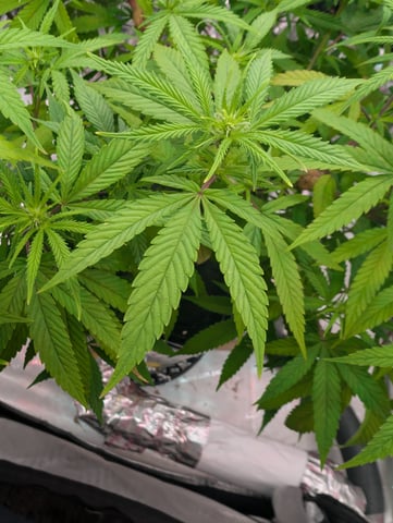 Black African Magic — flower, day 79