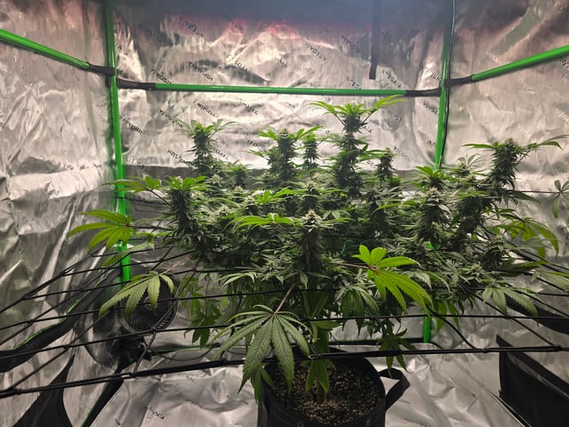 First grow — flower, day 90