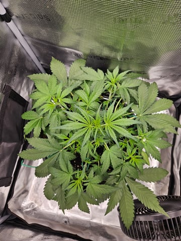 Mimosa Bruce Banner XL — vegetative, day 28