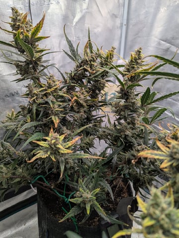 Fastbudz Payaya Cookies
