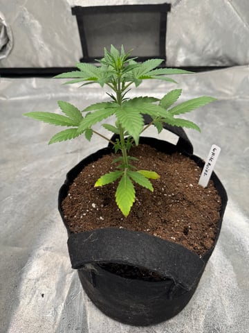 white runtz auto flower — vegetative, day 27