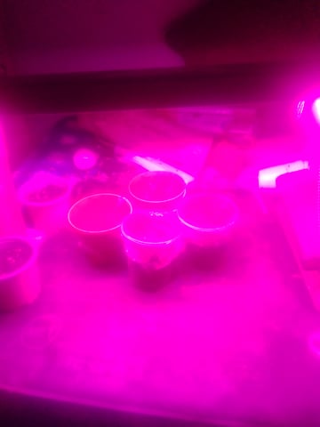 jay seaton  — flower, day 90