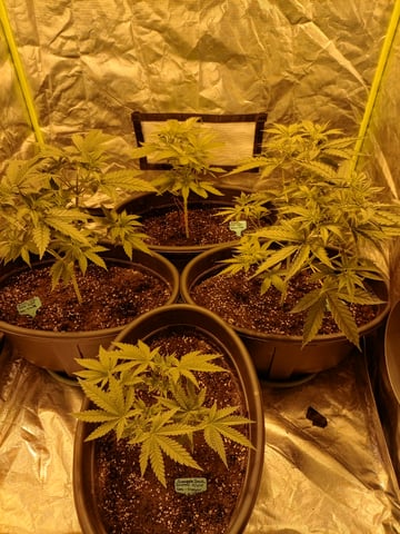 mr — vegetative, day 38