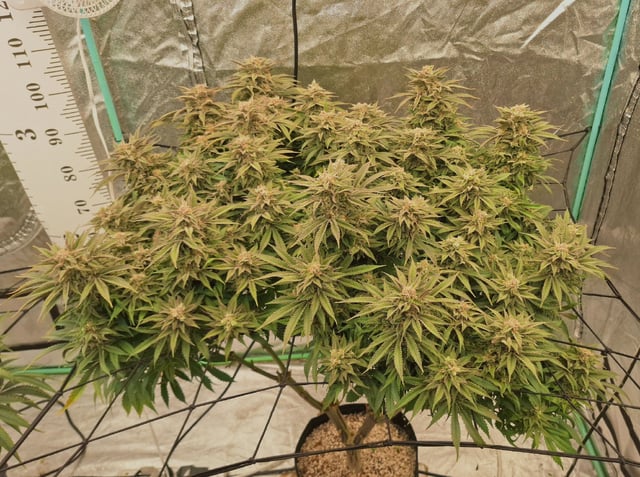 Gorilla Girl Autopot — flower, day 165