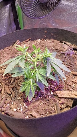 Purple Plum Perfect 💜 & 2 Grape Runtz 🍇 Mainlining garden.  — vegetative, day 90