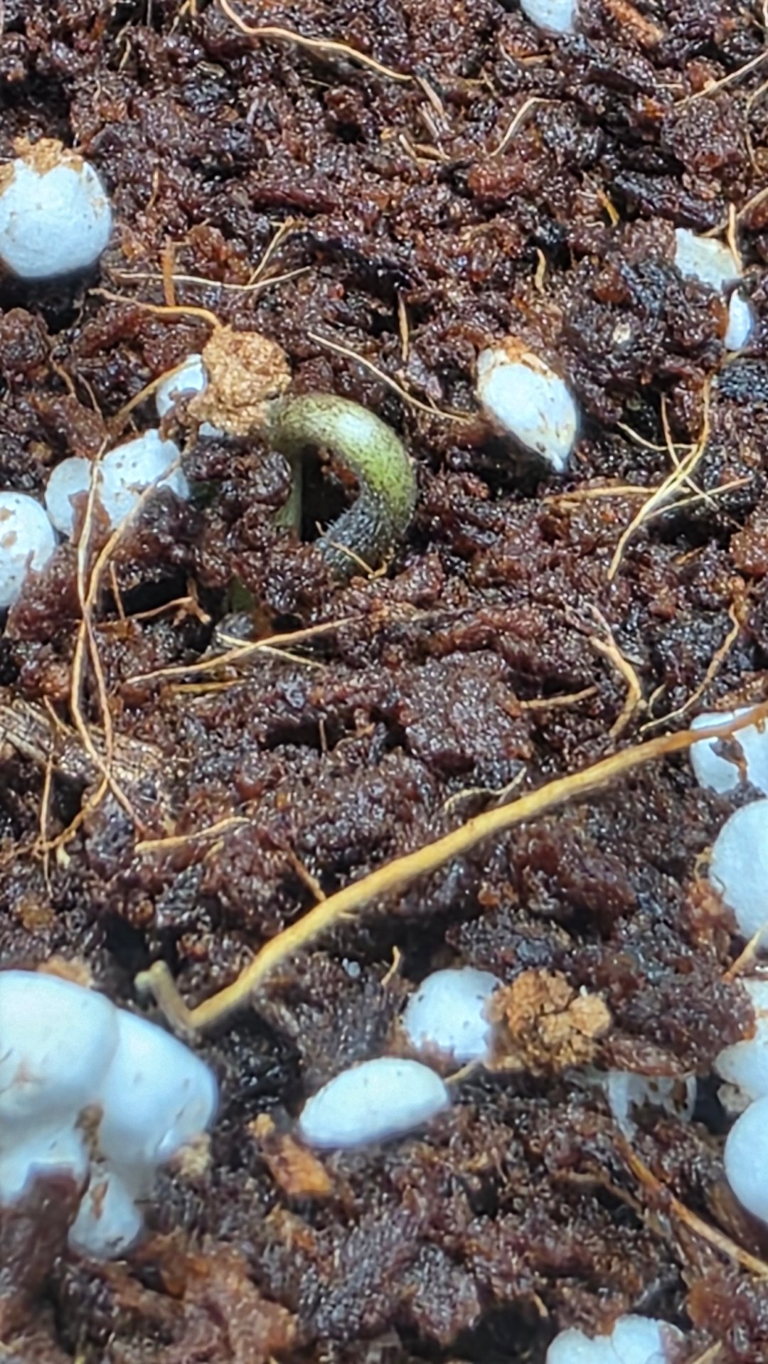 Grow #2 Thank You to All that helped guide me, offered advice, gave insight, or complimented progress. Now to apply some of what I learned the first go-round. 