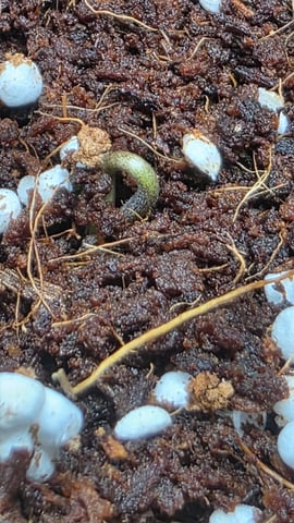 Grow #2 Thank You to All that helped guide me, offered advice, gave insight, or complimented progress. Now to apply some of what I learned the first go-round.  — germination, day 1