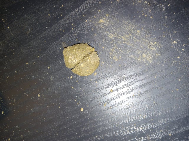 critical purple kush x peyote wifi  in the auto pot system tray 2 grow with added microhazian to the coco coir  — vegetative, day 25