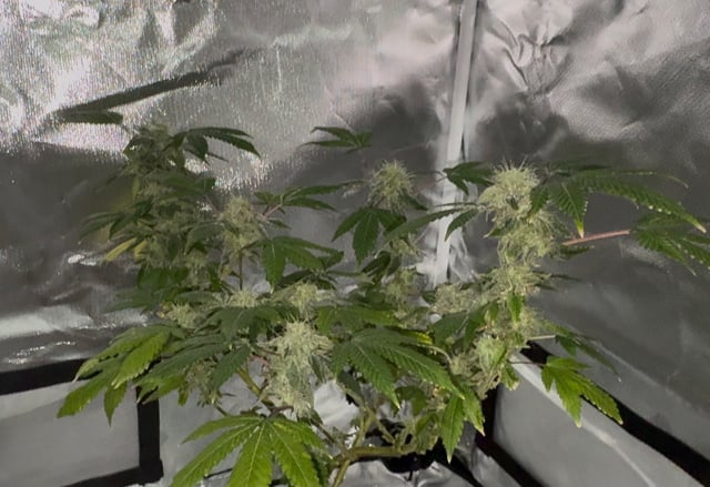 OG Kush — flower, day 127