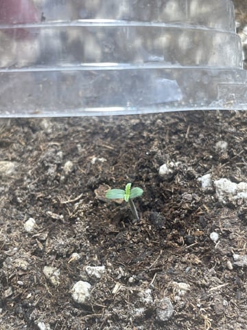 3x3 Grow — seedling_rooting, day 10