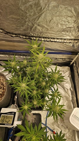 Autos For The Rest Of Winter 🔥🔥😉 — germination, day 19