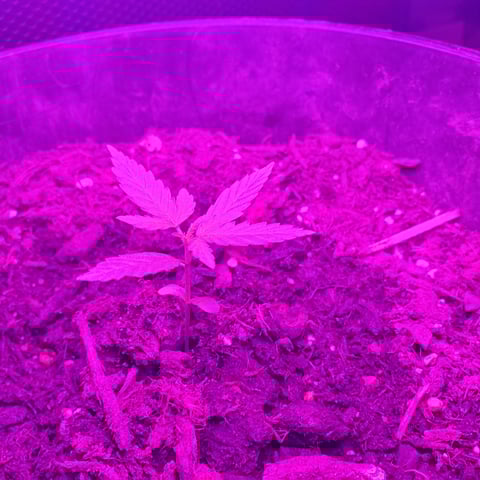 special queen 1 auto