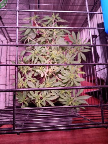 FKAFL — vegetative, day 51