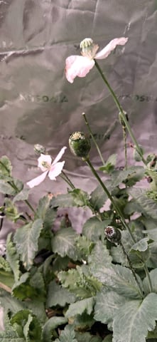 blueberry funk — flower, day 196