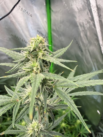 Bruce Banner (Auto) — flower, day 50